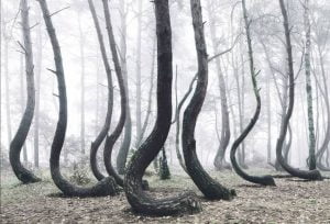 غابة الاشجار الملتوية 